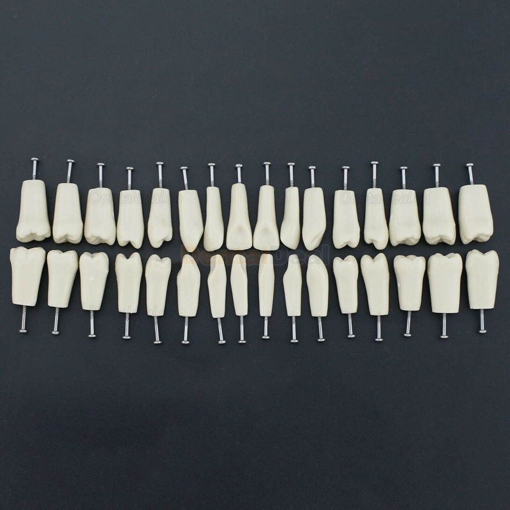 Dental Typodont M8023 32Pcs Replacement Teeth Fit Columbia 860